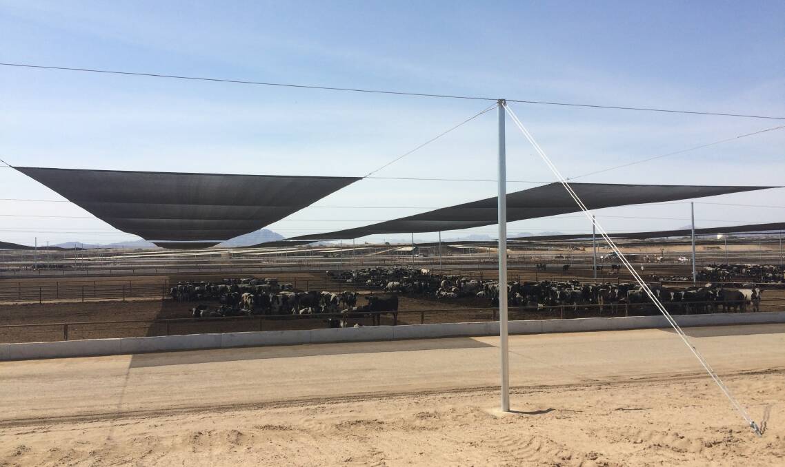 MADE IN THE SHADE: Feedlot shade recently constructed by NetPro in the US. NetPro is a small Australian company that specialises in the design and construction of protective canopy systems.
