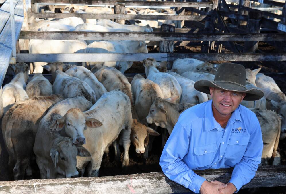 Burnett Livestock and Realty’s Lance Whitaker with a pen of Charolais cross weaner steers from Dalga Station, Gaeta. The steers sold at Biggenden for 421.2c or $968.