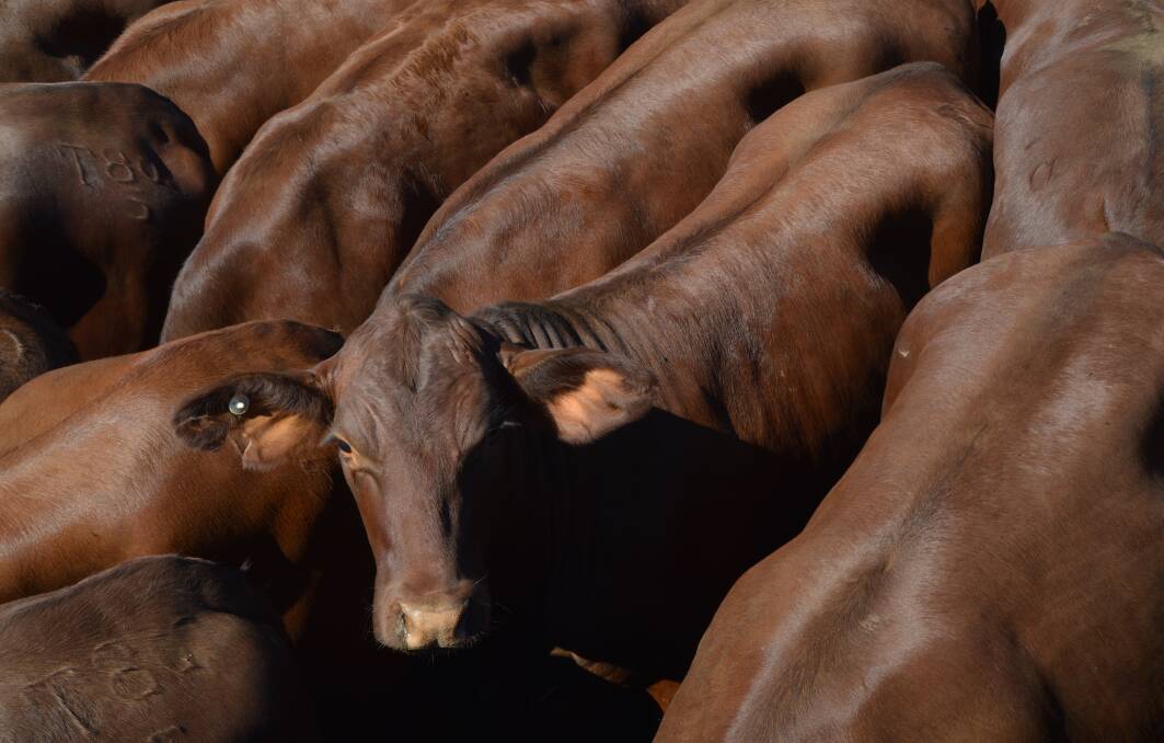 Heavy steers make 259c at Roma prime sale