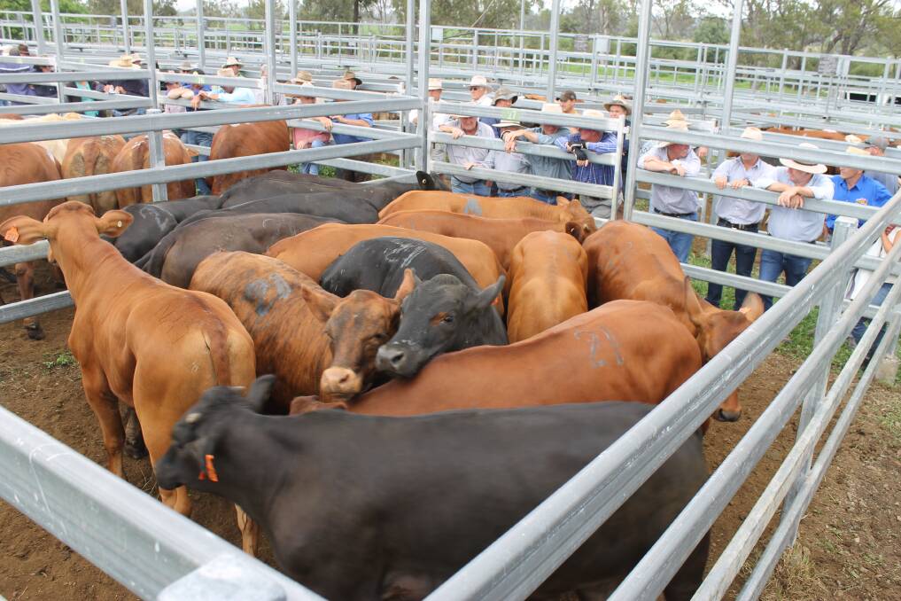 Liberty Fields, Monto consigned quality Brangus steers to Monto Cattle and Country's fortnightly sale, which sold to Warnoah Rural for 313.2c/kg or $1022.