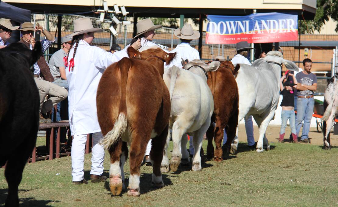 The 2017 Royal Qld Show will be the largest annual showing of beef in the Southern Hemisphere.