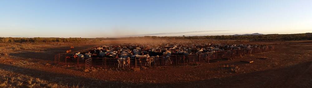 Where have all the NT cattle gone?