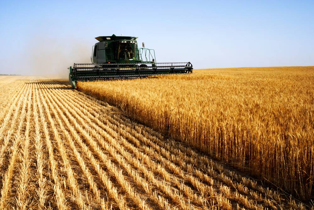 Hot growing season conditions and spring frosts have cut wheat production forecasts for parts of Europe and this is likely to shake-up global grain trade flows this season.