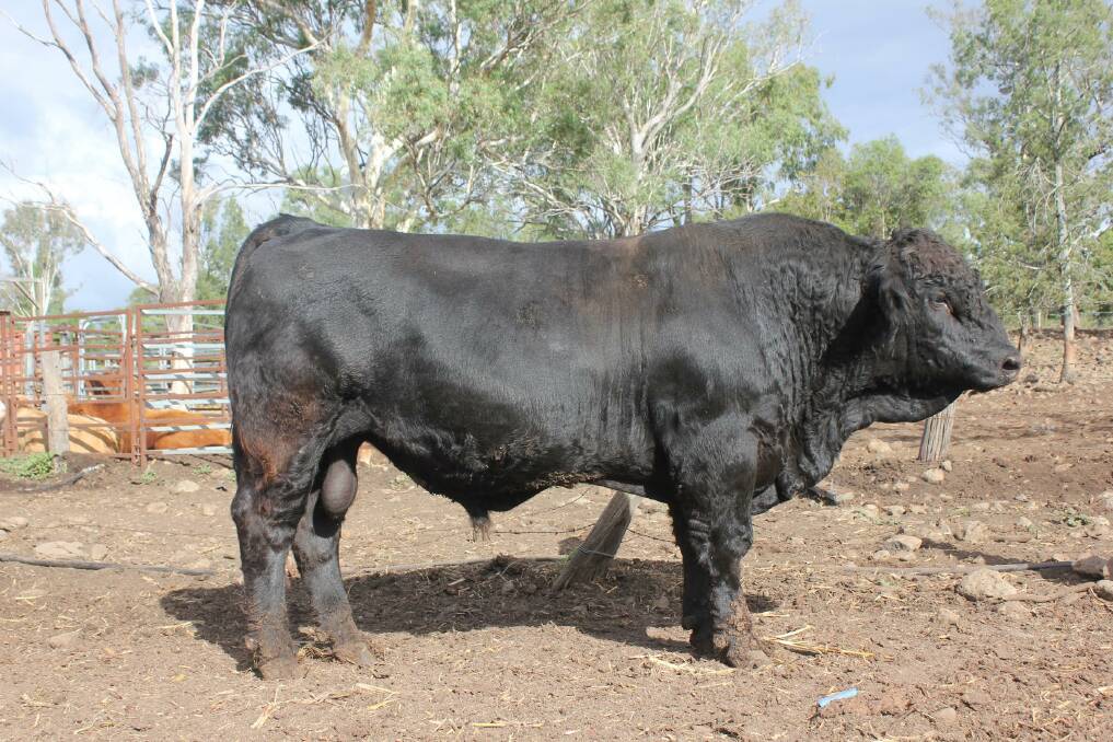 SIRE READY: One of the Springside Simmentals bulls highlighting the commercial qualities which the stud aims for in its breeding program. 
