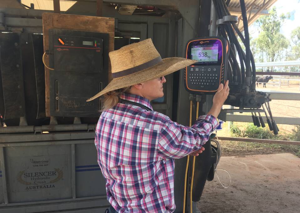 Sarah Donovan uses the Gallagher TW-3 Weigh Scale and Data Collector. It is an advanced electronic identification-compatible weigh scale and data collector.