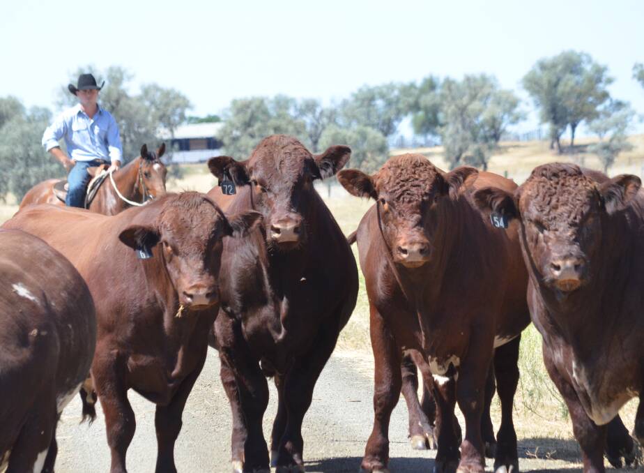 STUD ORIGINS: Bungulla Shorthorns was established in 2001, initially on Bundaleer bloodlines, with the strategic purchase of aged cows with calves-at-foot from the stud. 