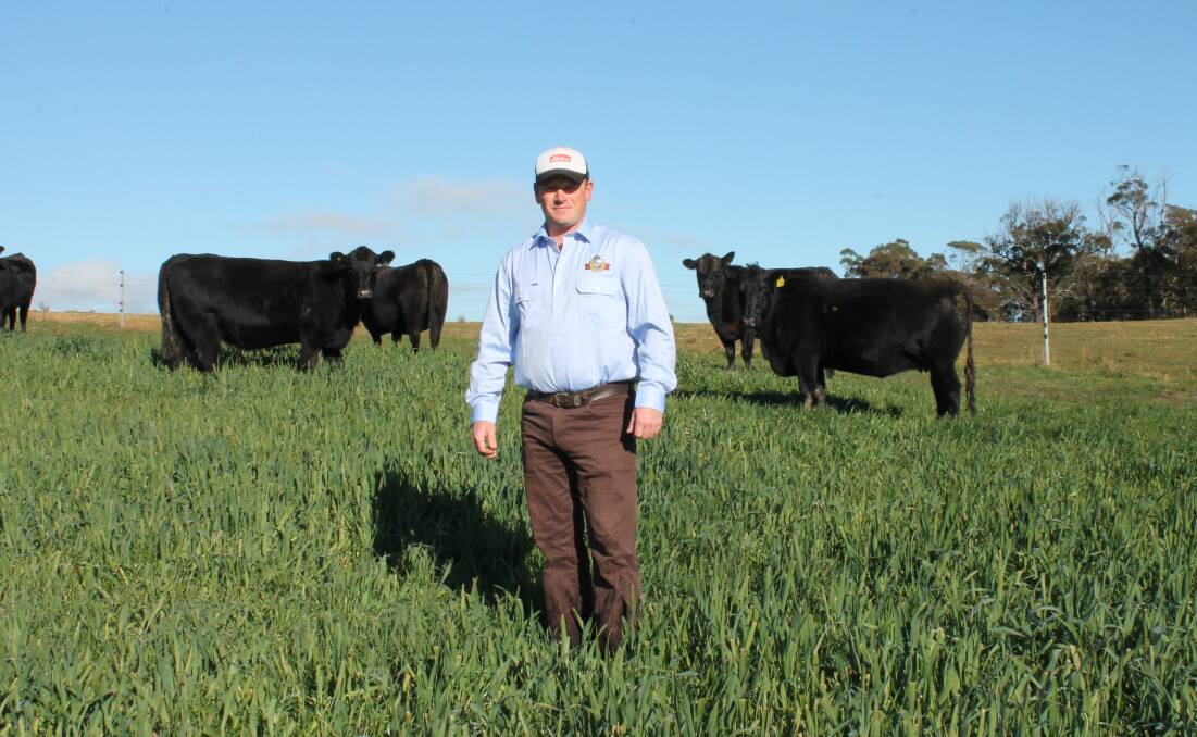 Spring Hill Highland Angus farm manager, Peter Robertson, Woodlands, via Mittagong, with part of his herd. Photos by Jen Walker.