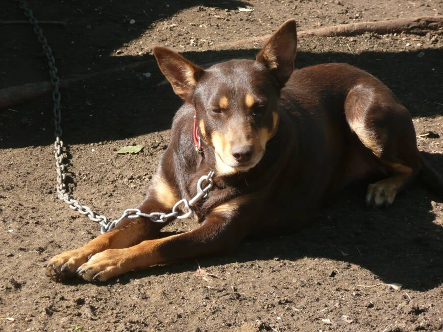 NATURAL INSTINCT: The ARTC Working Dog Demonstration Area returns to CRT FarmFest.