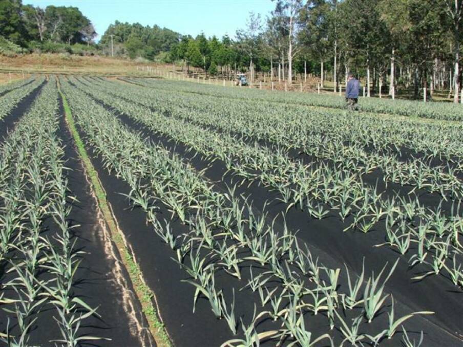 Efficient weed control: For more than 16 years Weed Gunnel has been providing Australian farmers with a cost and labour efficient method of weed control.