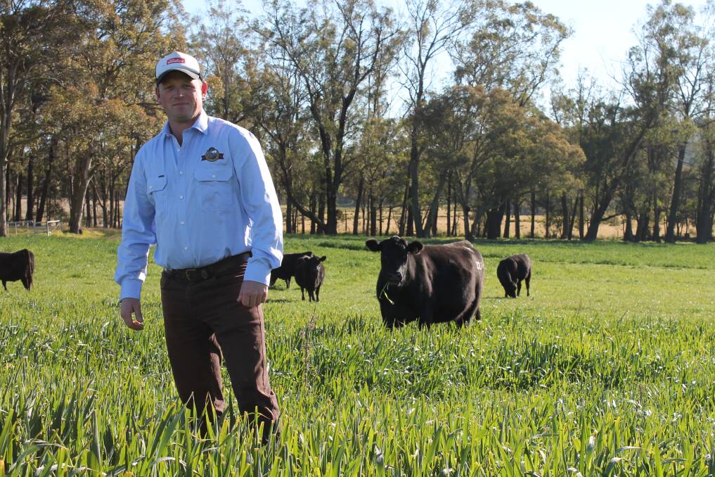 Peter Robertson in the plush pastures at Spring Hill Highland Angus.