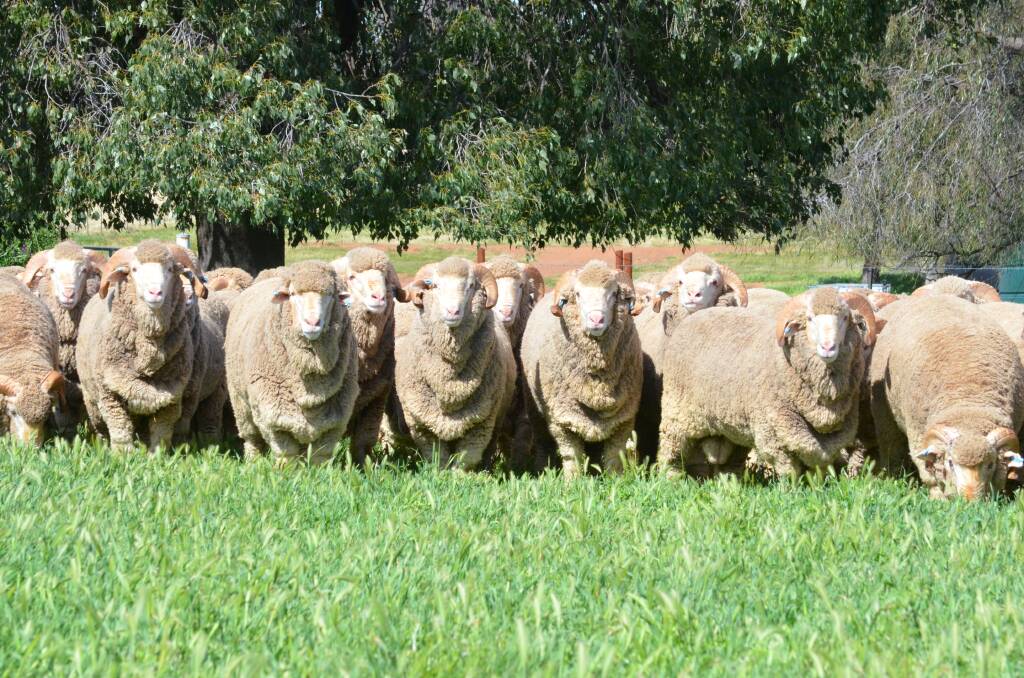 TOP TRAITS: Bungulla Merino sheep exhibit bright, white, well-nourished wool, on ewes and rams with great depth and spring of rib, good structure, and high fertility. 