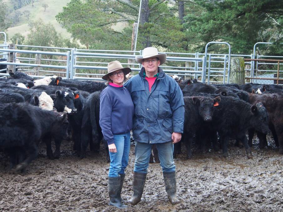 FEEDER PRODUCTION: Margie and John Lowe, Lowther Park, Oberon, with some Angus and black baldy steers.