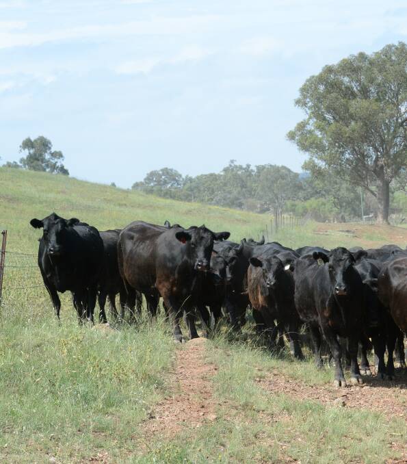 HELP READY: QRIDA offers a range of low-interest loans and grants to help with succession planning, farm profitability, productivity and drought recovery assistance.