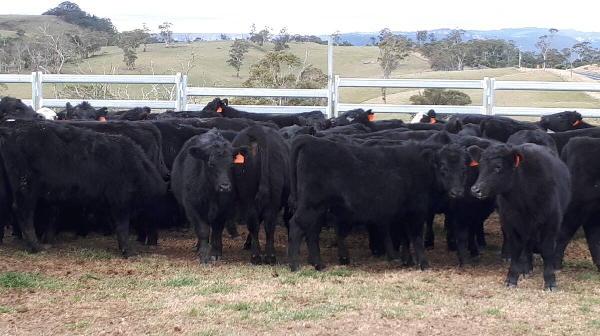 QUALITY PROGENY: Steers are sold through feedlots, ideally in November or December. 