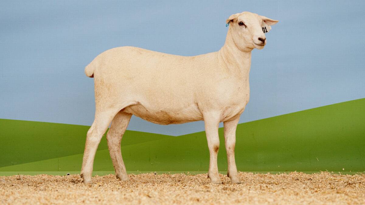 The top price ewe Tattykeel Pearl, sold to the Flaxley stud, South Australia for $23,000 