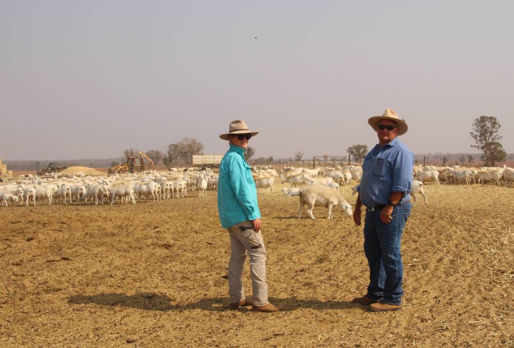 New owners: Liza Barlow and Tony Slade at their Condobolin property with the Highveld flock.