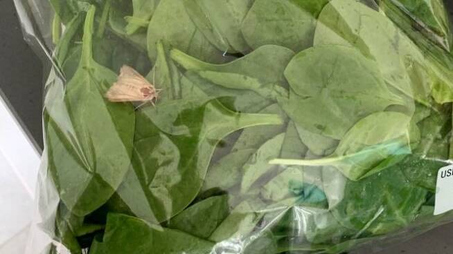 A live moth found inside a sealed bag of spinach. Image: Supplied