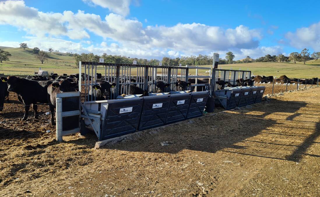 The Vytelle SENSE platform collects real-time data each time cattle enter the feeding pens.