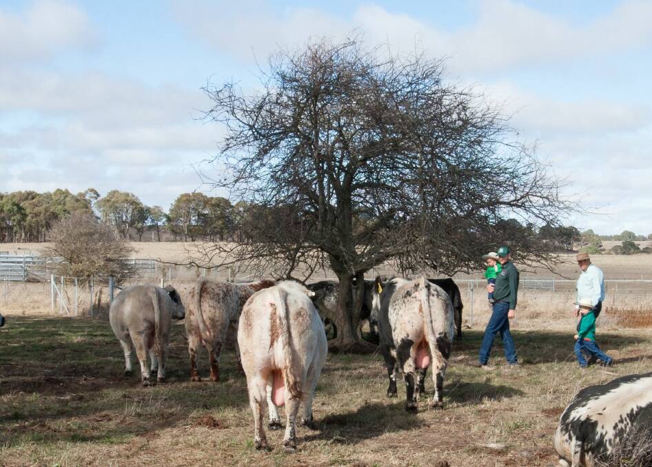 Three generations of the Turnham family inspecting Speckle Park bulls.