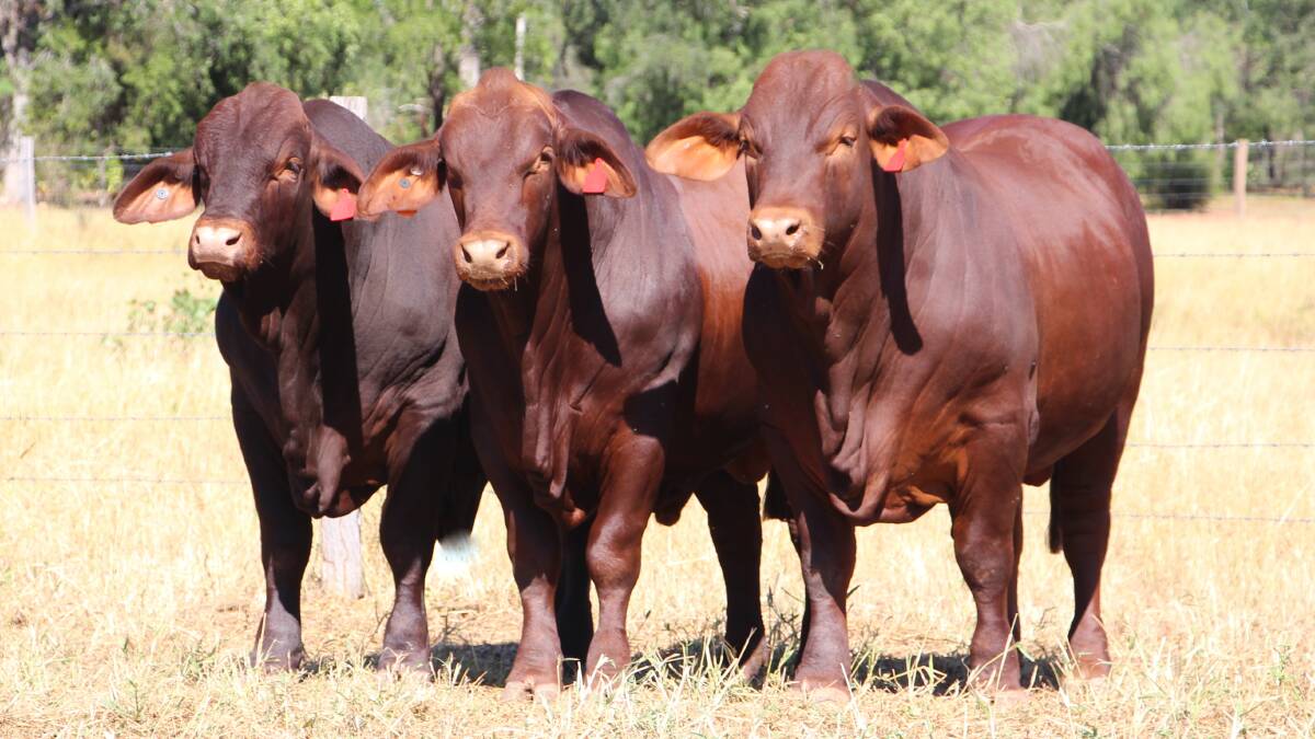 Red power: The unique Jarrah Red breed is designed to be a type of animal that fits the build of a clean-coated flatback that's soft enough to supply premium local feedlot markets, whilst being hardy enough to meet live export specifications.