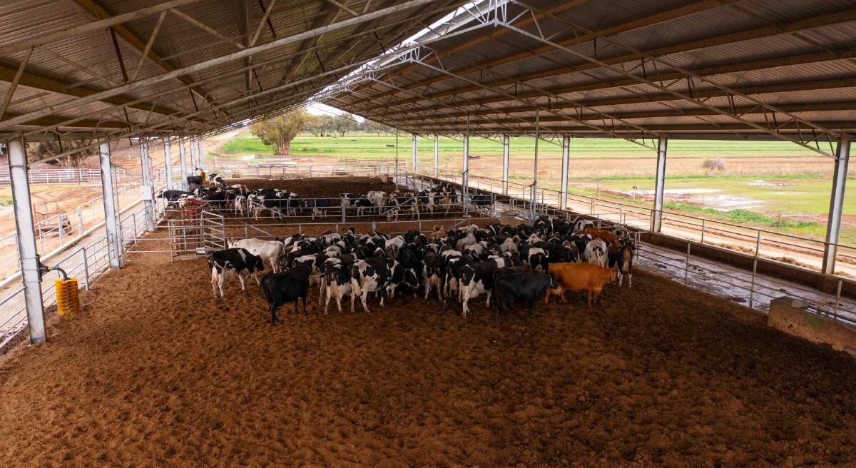 This Entegra maternity barn and dry lot shelters for 800 cows.