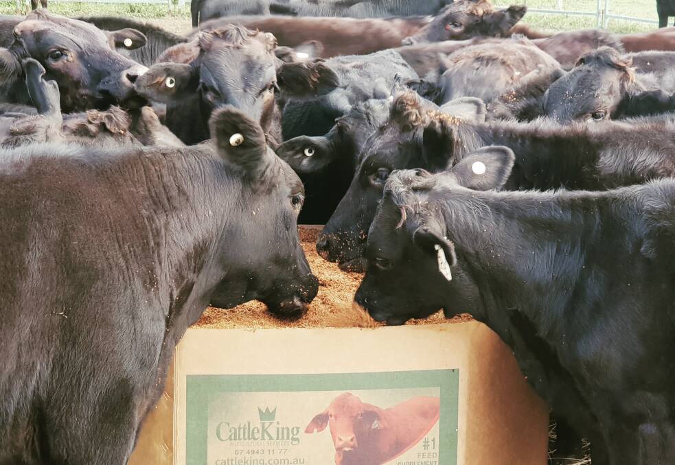 Weaning boost: The CattleKing Fatta Fasta box is great for weaning calves as it delivers high protein and important nutrients, while eliminating stress and weight loss.