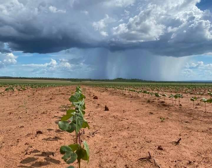 Cotton in the Northern Territory's Douglas Daly region. Picture: Supplied
