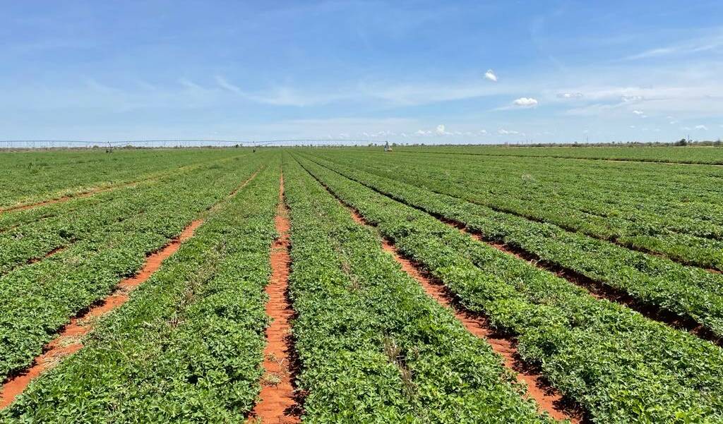 Peanuts under cultivation in the Northern Territory. Picture: Supplied.