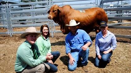 In 2015, the $50,000 sale-topper, Comanche Cash (S), pictured with Landmark auctioneer Colby Ede; vendor Claire Farmer, Comanche Droughtmasters, Glenroy; and buyers, Grant Veivers, Talgai Droughtmasters, Rolleston, and Emma Warne, Jembrae Droughtmasters, Injune.