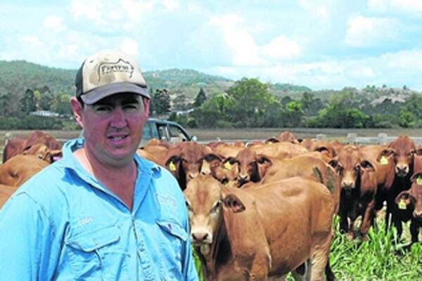 Fortrus Pastoral Company manager Cody Whiteman, Bells Bridge via Gympie, with a line of Angle Zed and Fortrus Droughtmaster yearling bulls on forage sorghum.
