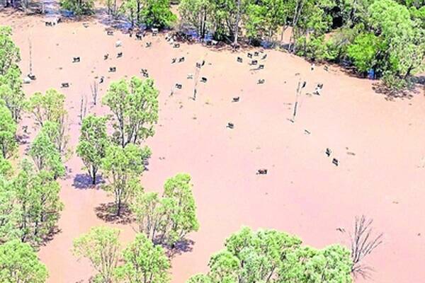 More than 500 cattle from the Wilson family's property "Wowan" near Calliope were swept away in flood waters.