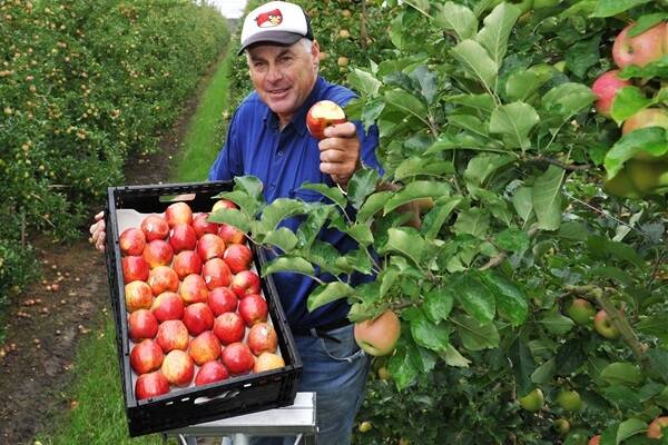 Stanthorpe apple grower Ugo Tomesel, the Queensland representative of the National Apple and Pear Grower organisations, who says 85 per cent of his staff are backpackers. Picture: RODNEY GREEN