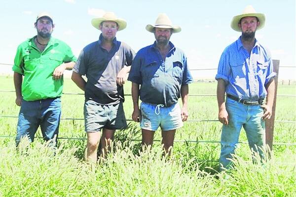 Bill Hartley (second right) and his sons Ben, Will and Nigel knee-high in buffel grass at Bowen Downs.