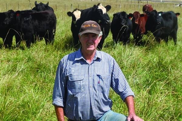 Peter Smith pictured with a portion of his draft of Angus/Shorthorn mixed sex weaners entered in the Glen Innes sale next Friday, April 12.