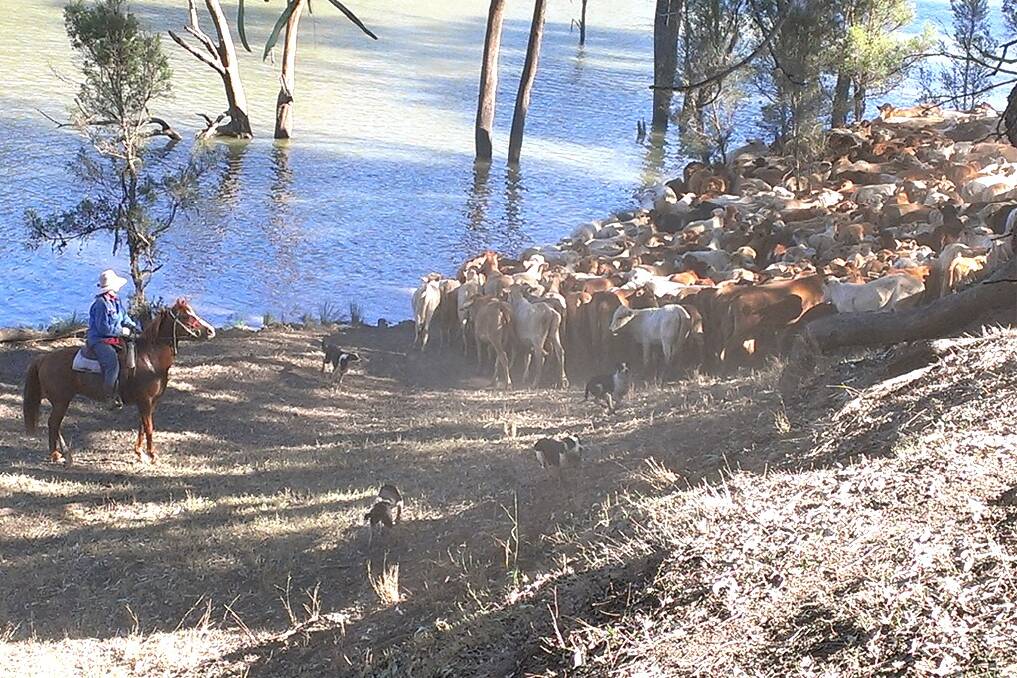 The lead mob of Brinkworth cattle crossed the Macintyre River at Mungindi yesterday. - Picture: Alonna Youngman.