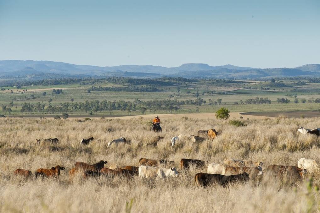 Cattle grazing on rehabilitated mining land with Acland Pastoral manager Ben Muirhead on horseback.