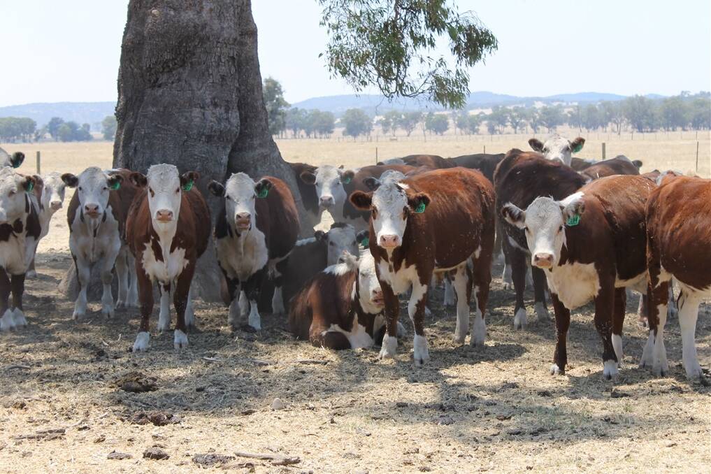 While these Muraca weaners enjoy the shade, not all properties have enough trees to provide sun protection for their animals. Now an e-petition is before the state government calling for all farm animals to be protected during the climate crises. Picture: QCL File