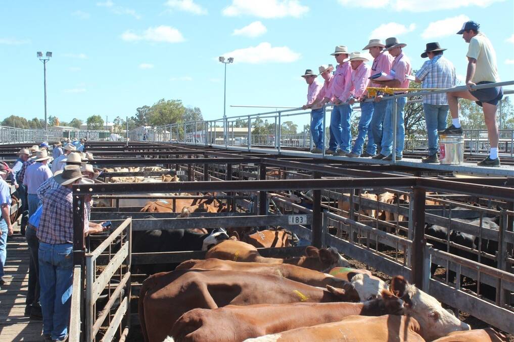 Yearling steers and heifers see gains of 32-56c/kg