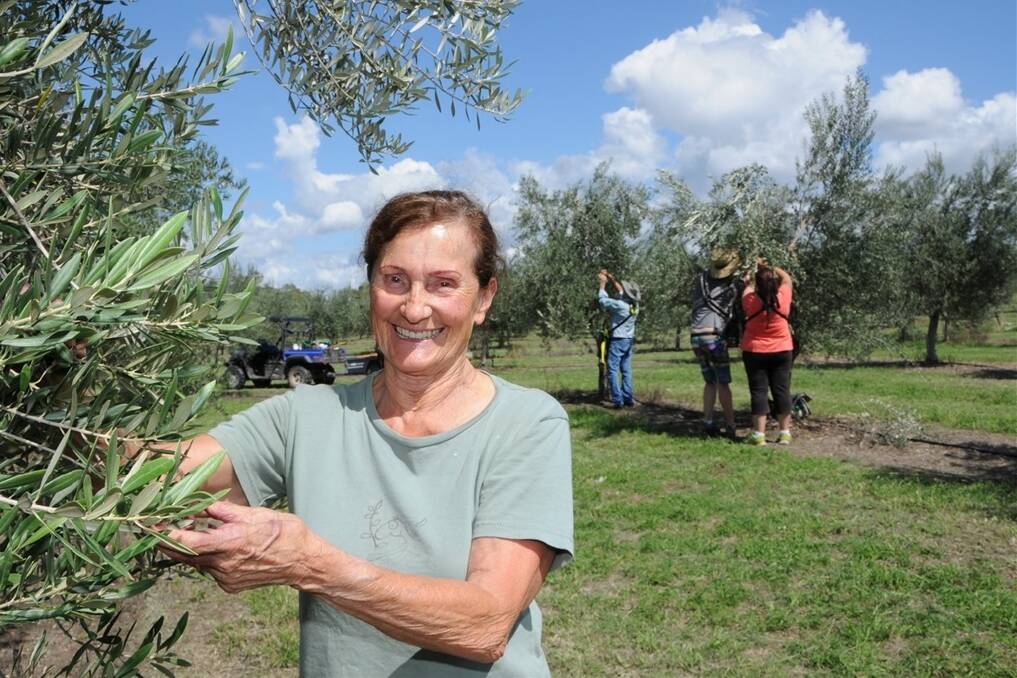 Sprightly grandma Gesine Owen, Coolmunda Olives, can be found alongside her workers in the grove.