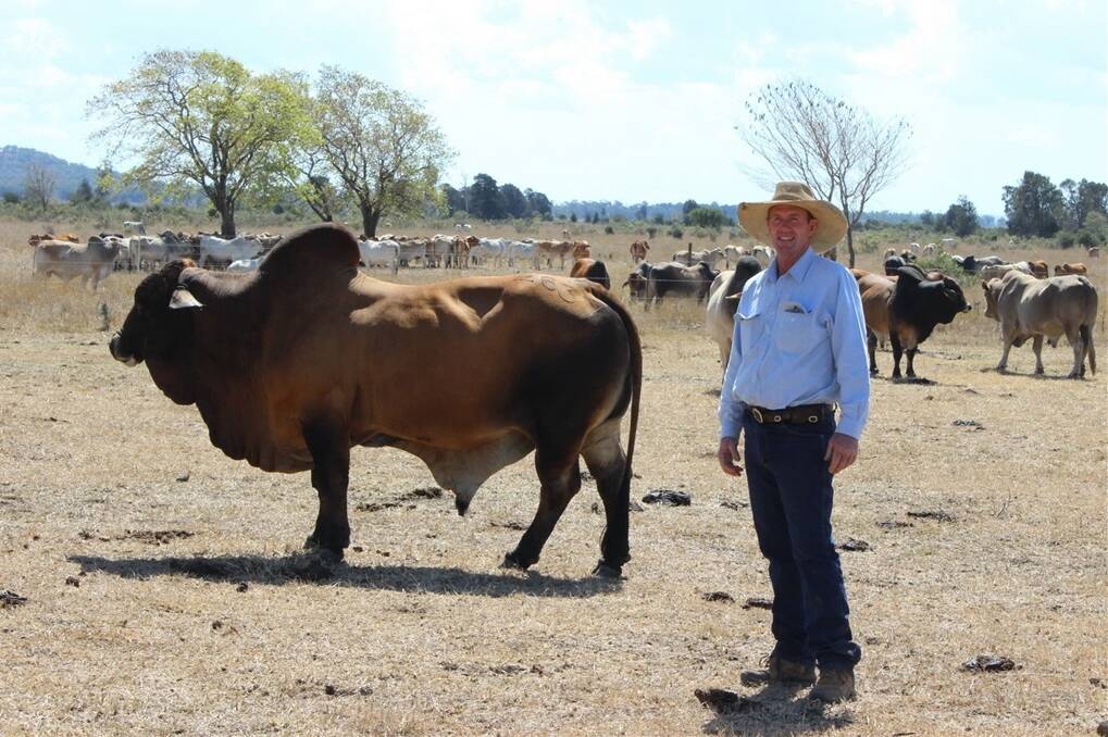 Russell Lethbridge, Werrington, was at last year's Belah Valley bull sale and has been a regular buyer for more than 16 years.