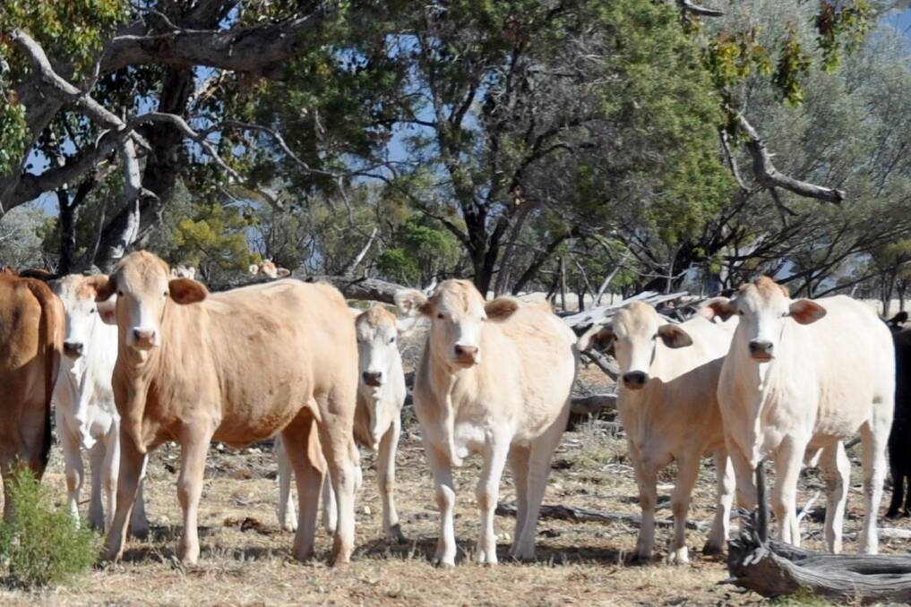 Some of the Euro-cross cattle running on Victo and Murrumbah at Cunnamulla. 