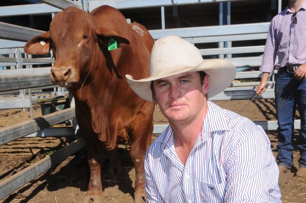 National Droughtmaster vendor Adam Geddes, Oasis Droughtmaster Stud, Rockhampton, with the top price bull on day one Oasis Convict. Wayne Veivers, Talgai Droughtmasters, Rolleston, paid $36,000.