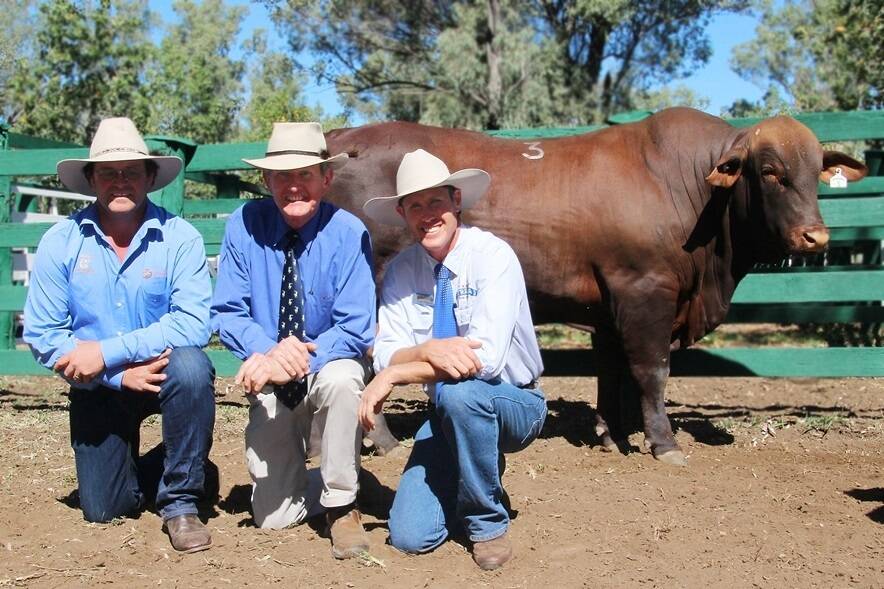 (L to R) Buyer, Peter Seawright, Comet Downs, Injune and Breckon Cattle Equipment, Clermont, guest auctioneer, Peter Speers and Gyranda stud principal, Peter Mahony with the $12,500 top priced bull of the sale.