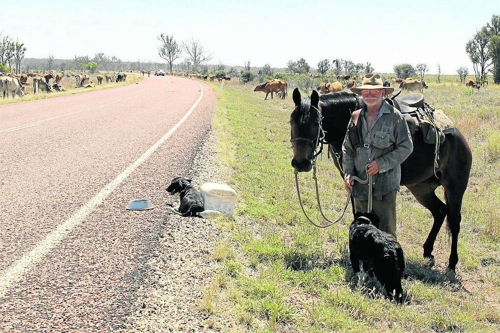 Dan Irwin and his dogs Rex and HeShe keeping an eye on cattle from Jumba Station at Charters Towers slowly making their way along the long paddock to less drought-stricken country at Clermont.
