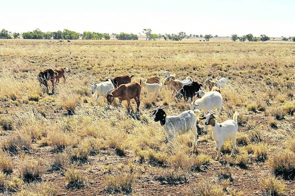 Goat exports reached $180 million last year and China demand alone rose from 370 tonnes in 2012 to about 5000 tonnes this year.