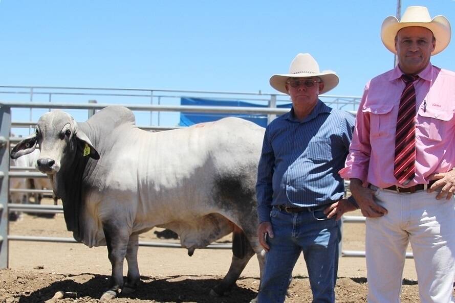 The three-year-old, Elrose Randall, sold for $12,500 to top the Gold City Brahman sale at Charters Towers on Friday. The bull was purchased by Barry (left) and Bev Hannam, Batandra Brahmans, Milman, catalogued by Rodger and Lorena Jefferis, Cloncurry and auctioned by the bull’s namesake, Randall Spann (right), Elders, Rockhampton.