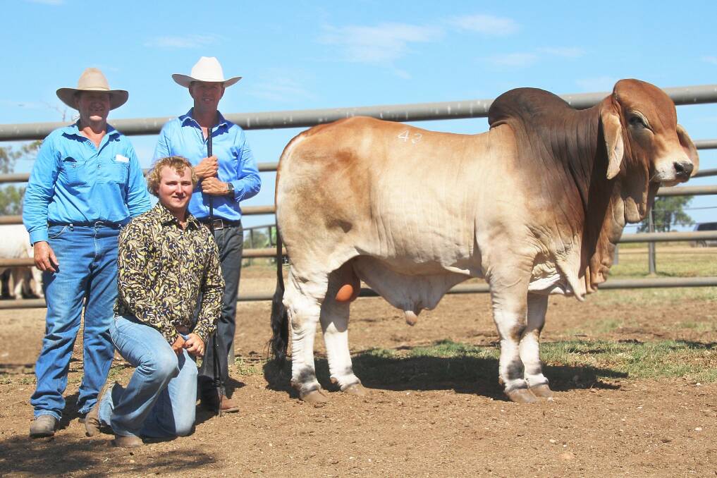 The NCC Brahman Annual Sale was held at Inverrio, Duaringa and topped at $75,000 for NCC Bohemian (IVF). NCC stud principal, Brett Nobbs (right) is pictured with the bull’s new owners, Gavin and Dillon Scott, Rosetta Station, Collinsville.