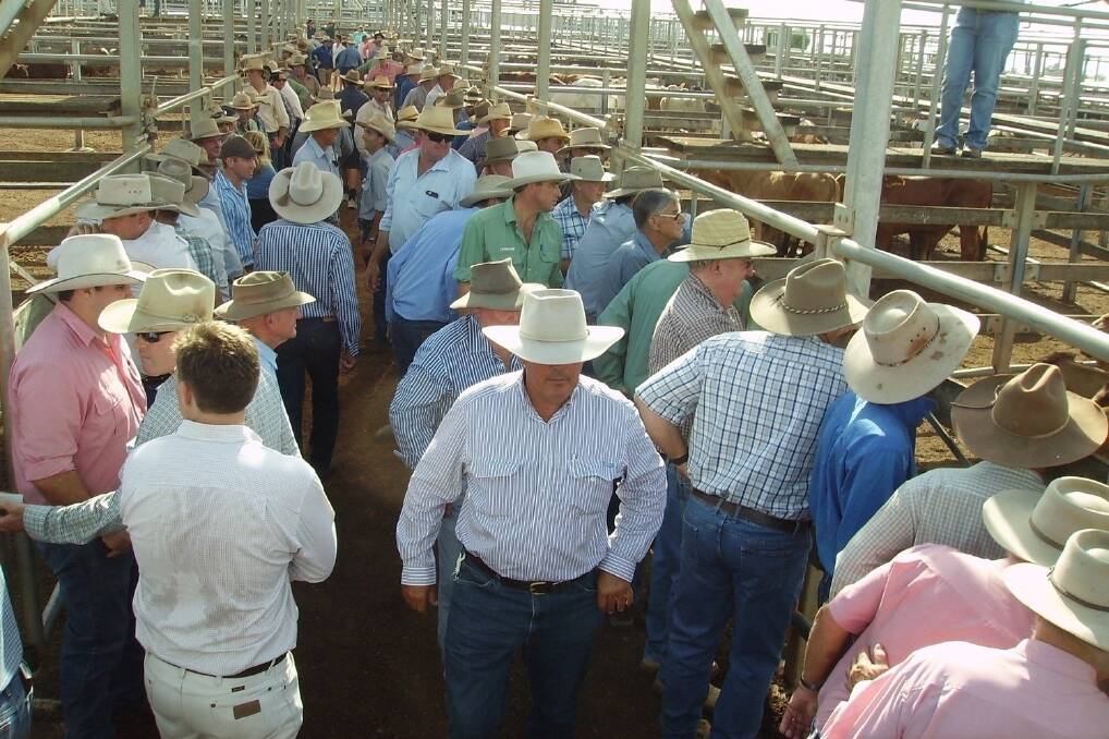 Large numbers of cattle buyers were at the first Roma Store Sale for 2015. Light weight weaner steers sold to 288c/kg, while a heavy weight feeder steer sold to 258c for 410kg to return $1058/head.