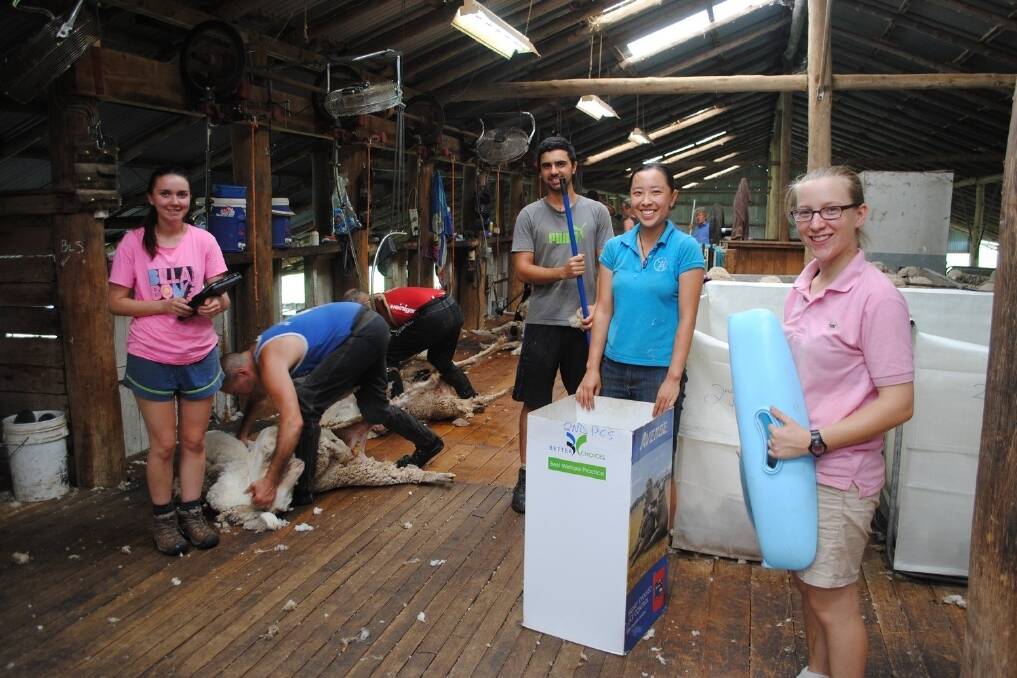 University of Queensland vet students Sophie Wyatt, Josie Hartono, Richard Humphreys and Eloise Rimon, learning the realities of life on an Inglewood sheep station. 