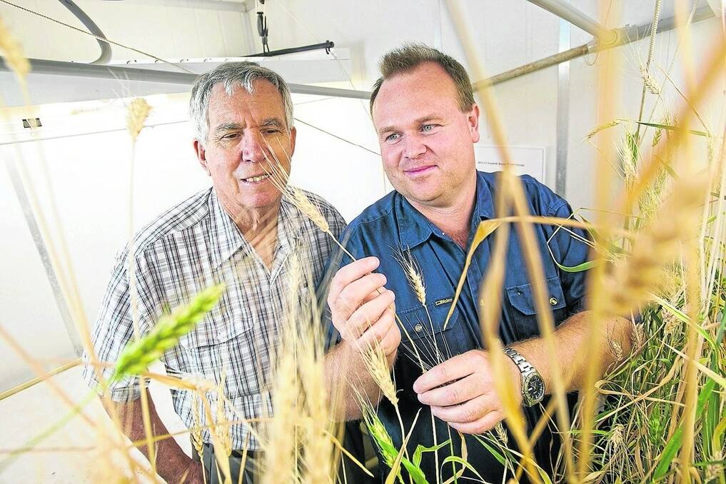 University of Southern Queensland Centre for Crop Health professor of crop nematology John Thompson (left) and plant pathologist Jason Sheedy check developments on some of the wheat varieties being assessed for nematode resistance.